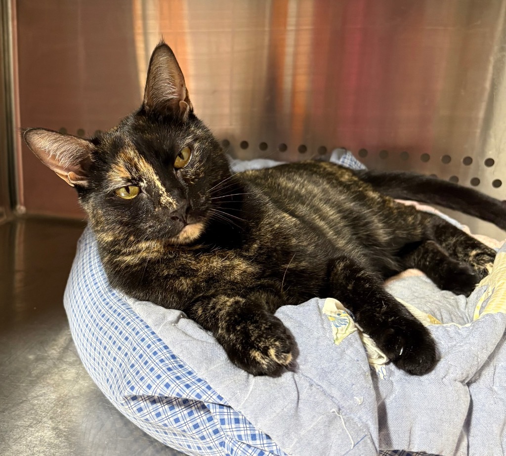 Darleene NM, an adoptable Domestic Short Hair in Fort Lupton, CO, 80621 | Photo Image 3