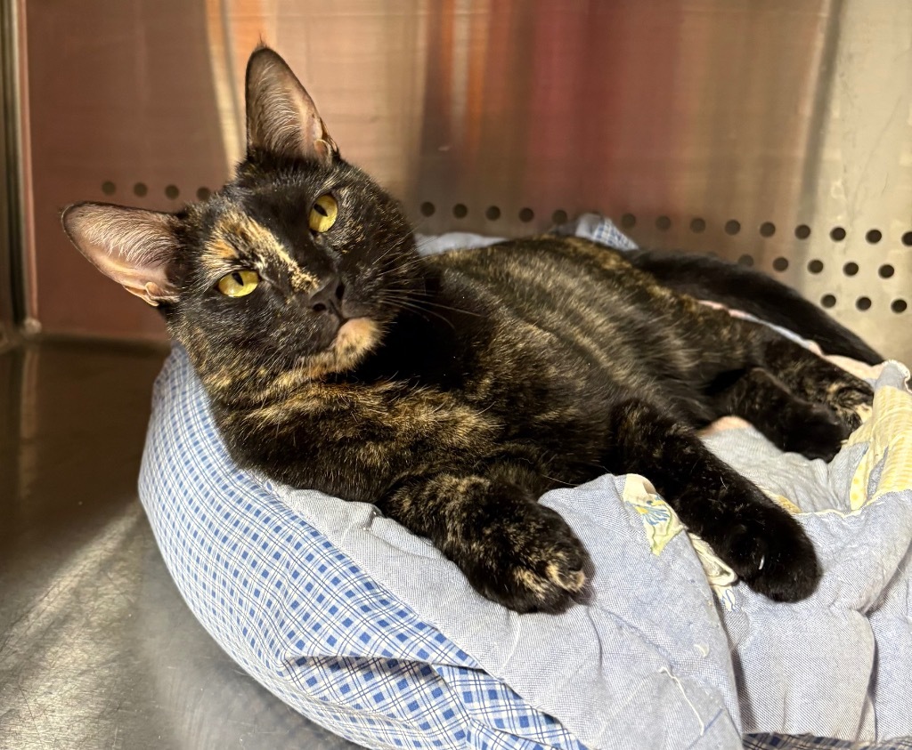 Darleene NM, an adoptable Domestic Short Hair in Fort Lupton, CO, 80621 | Photo Image 4