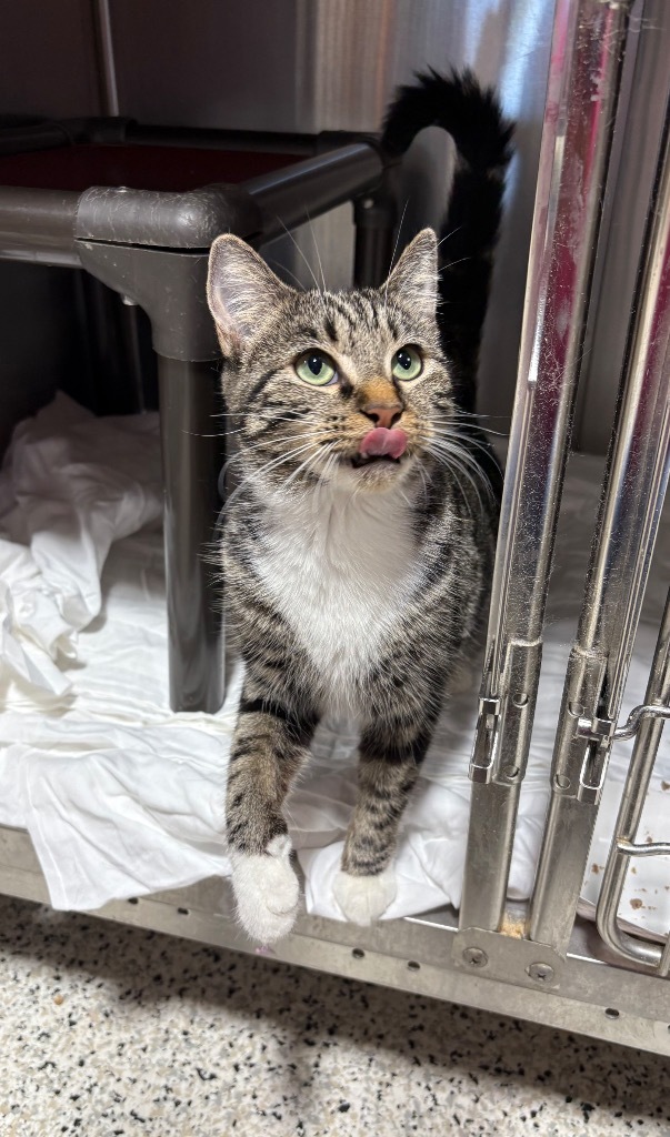 Sneaky Patty, an adoptable Domestic Short Hair in Fort Lupton, CO, 80621 | Photo Image 1