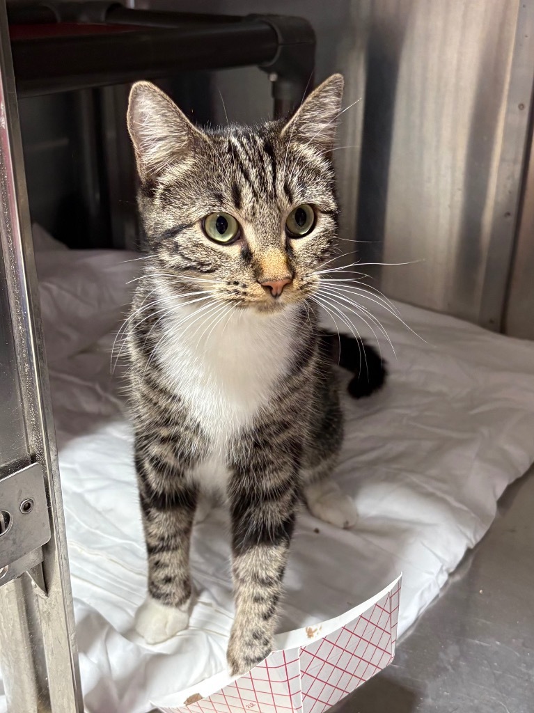 Sneaky Patty, an adoptable Domestic Short Hair in Fort Lupton, CO, 80621 | Photo Image 2