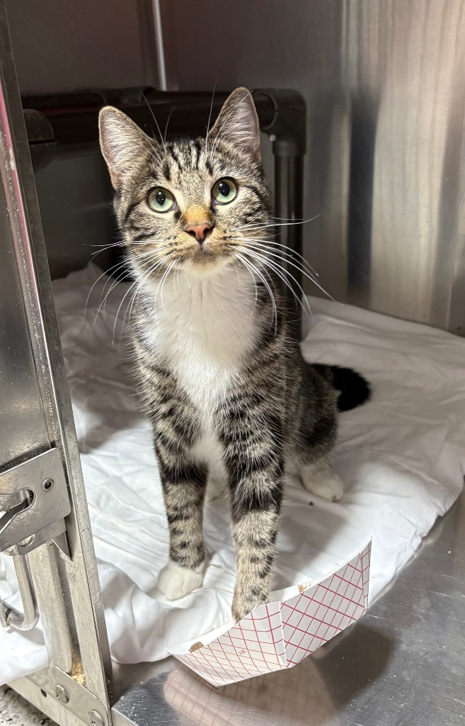Sneaky Patty, an adoptable Domestic Short Hair in Fort Lupton, CO, 80621 | Photo Image 3
