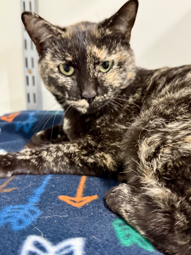 Vacherin Fribourgeois, an adoptable Domestic Short Hair in Fort Lupton, CO, 80621 | Photo Image 1