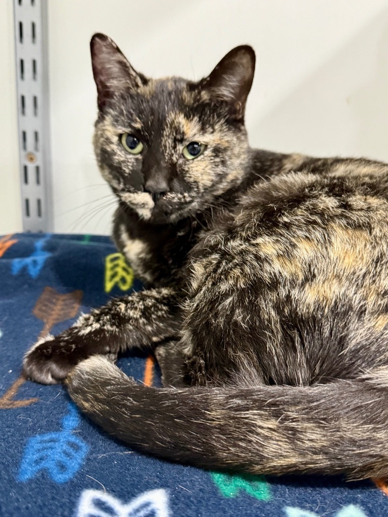 Vacherin Fribourgeois, an adoptable Domestic Short Hair in Fort Lupton, CO, 80621 | Photo Image 2