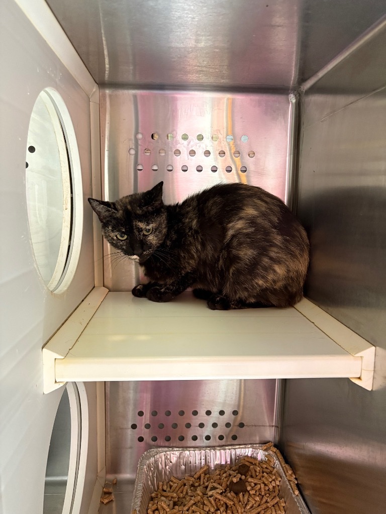 Vacherin Fribourgeois, an adoptable Domestic Short Hair in Fort Lupton, CO, 80621 | Photo Image 3