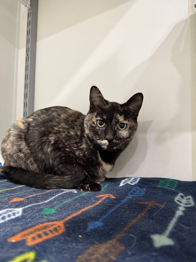 Vacherin Fribourgeois