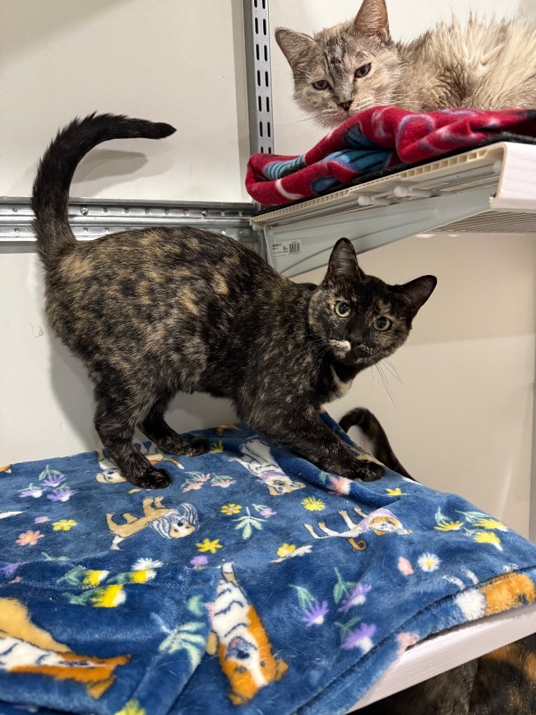 Vacherin Fribourgeois