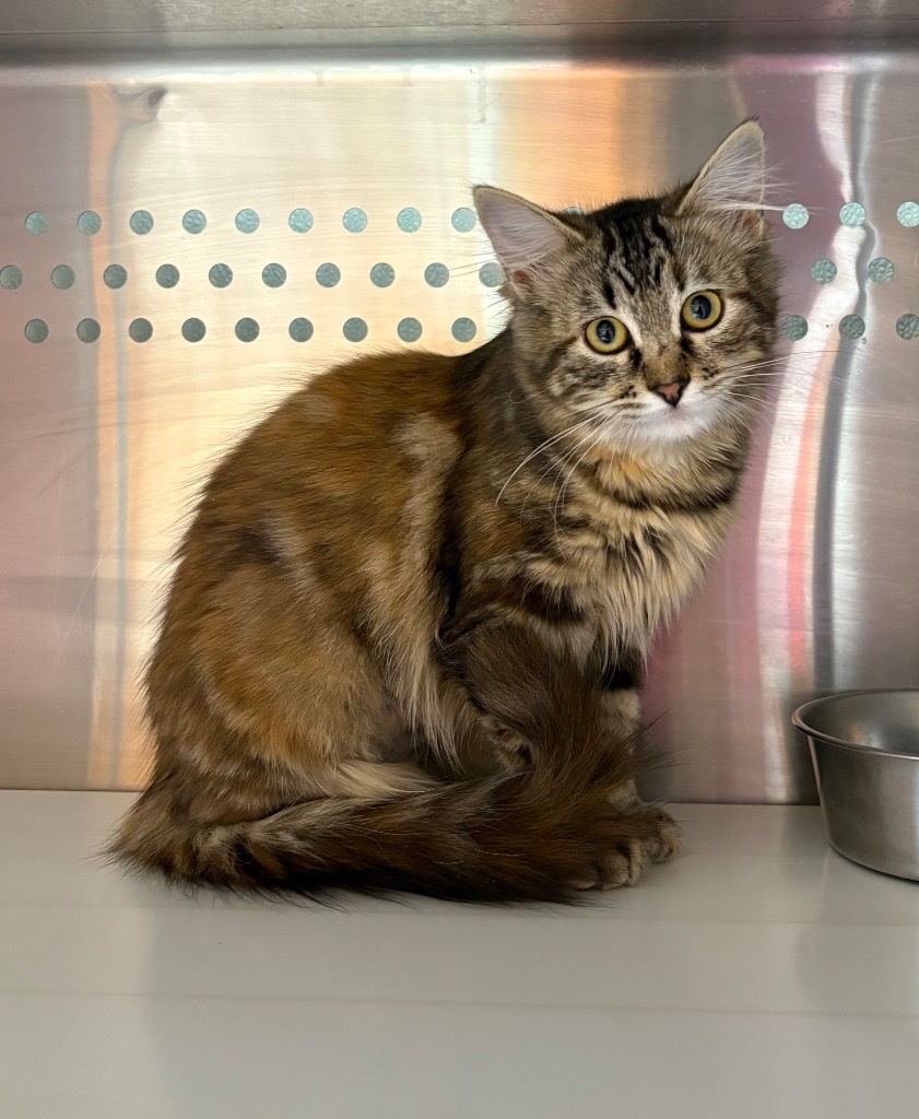 Petal, an adoptable Domestic Medium Hair in Fort Lupton, CO, 80621 | Photo Image 1