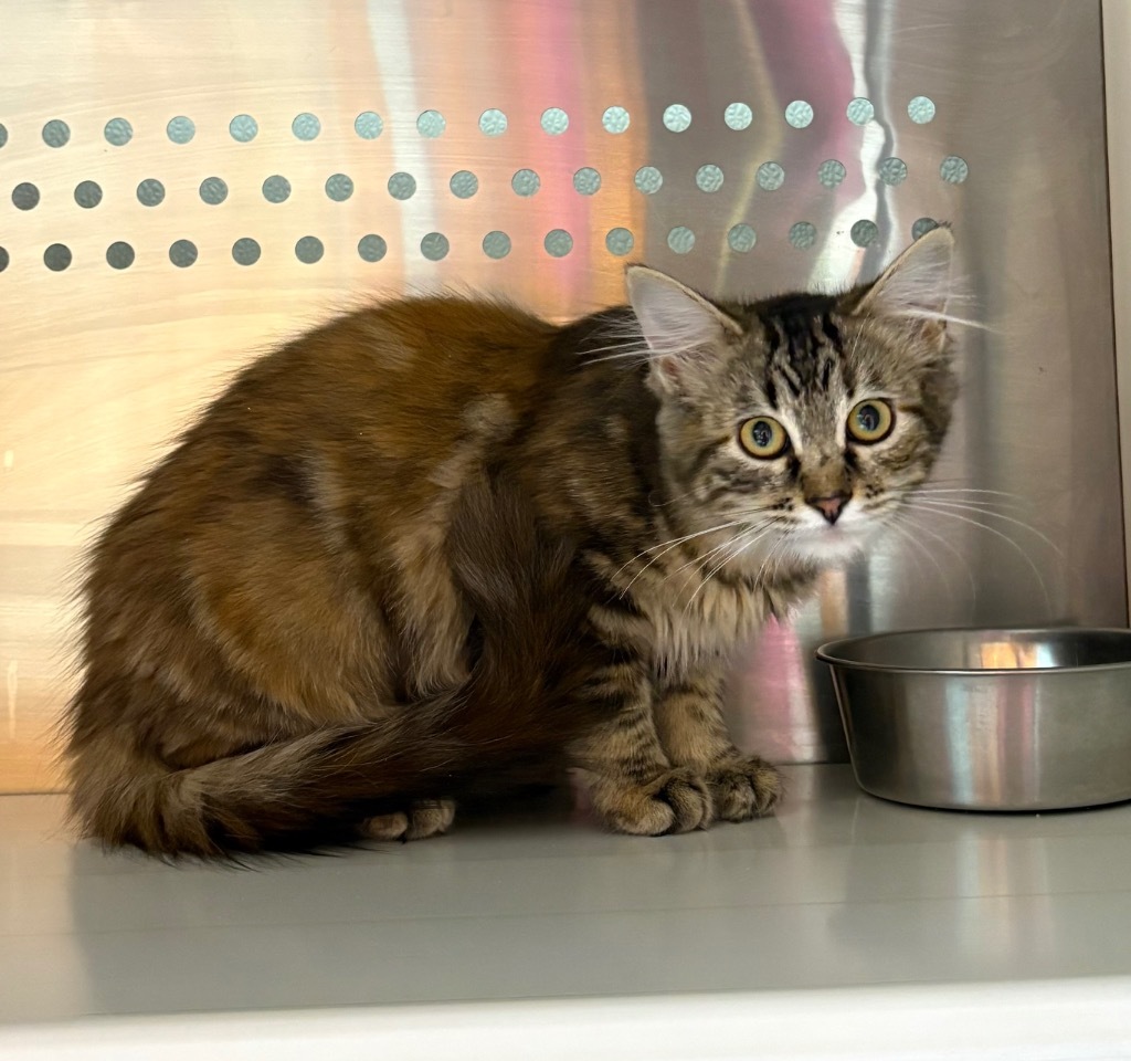 Petal, an adoptable Domestic Medium Hair in Fort Lupton, CO, 80621 | Photo Image 2