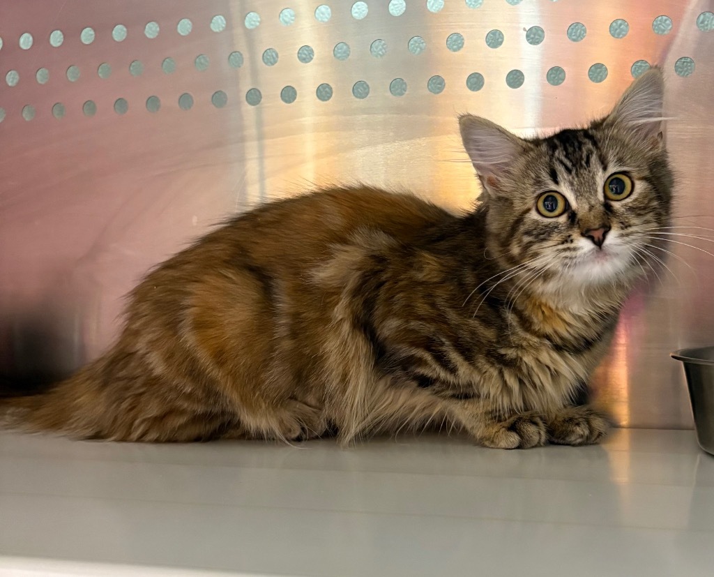 Petal, an adoptable Domestic Medium Hair in Fort Lupton, CO, 80621 | Photo Image 3