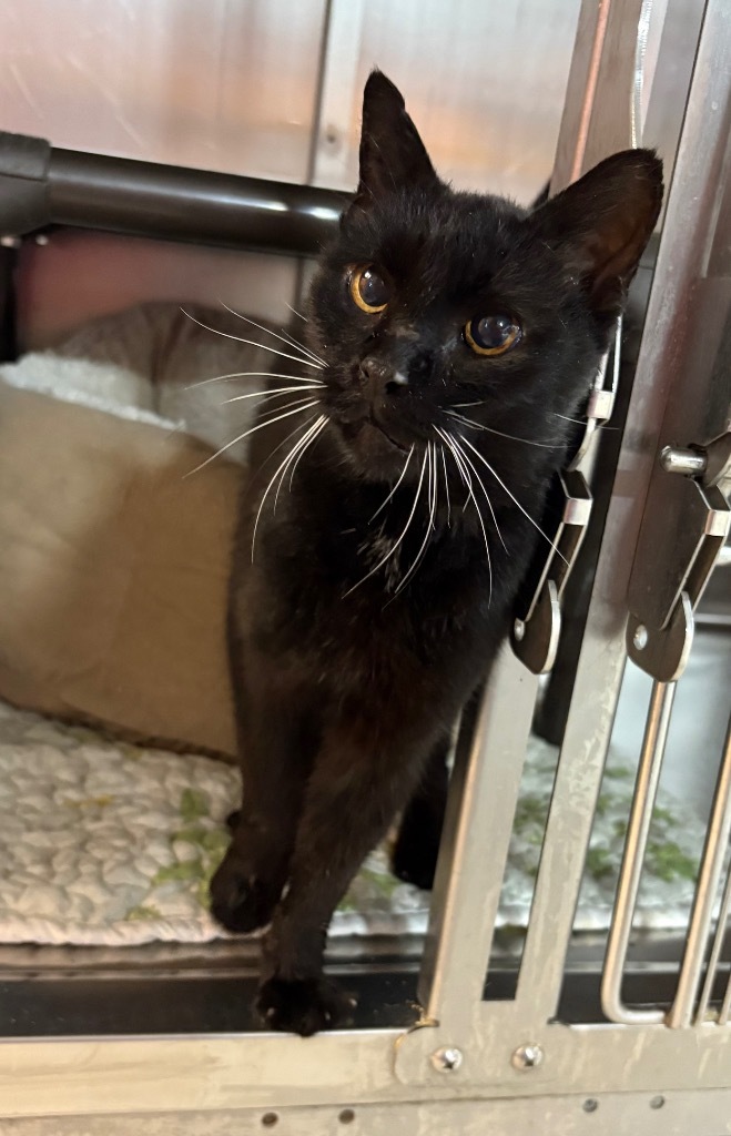 Sineva, an adoptable Domestic Short Hair in Fort Lupton, CO, 80621 | Photo Image 1