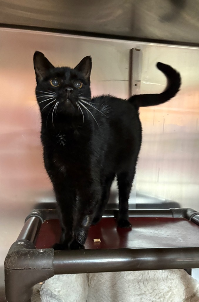 Sineva, an adoptable Domestic Short Hair in Fort Lupton, CO, 80621 | Photo Image 2