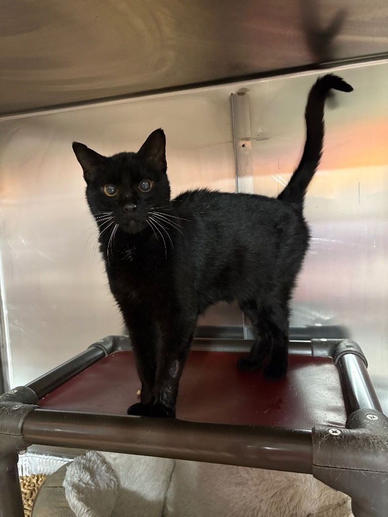 Sineva, an adoptable Domestic Short Hair in Fort Lupton, CO, 80621 | Photo Image 3