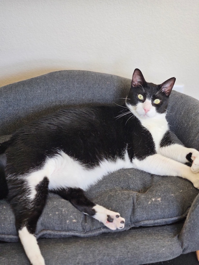 Kumamoto, an adoptable Domestic Short Hair in Fort Lupton, CO, 80621 | Photo Image 1