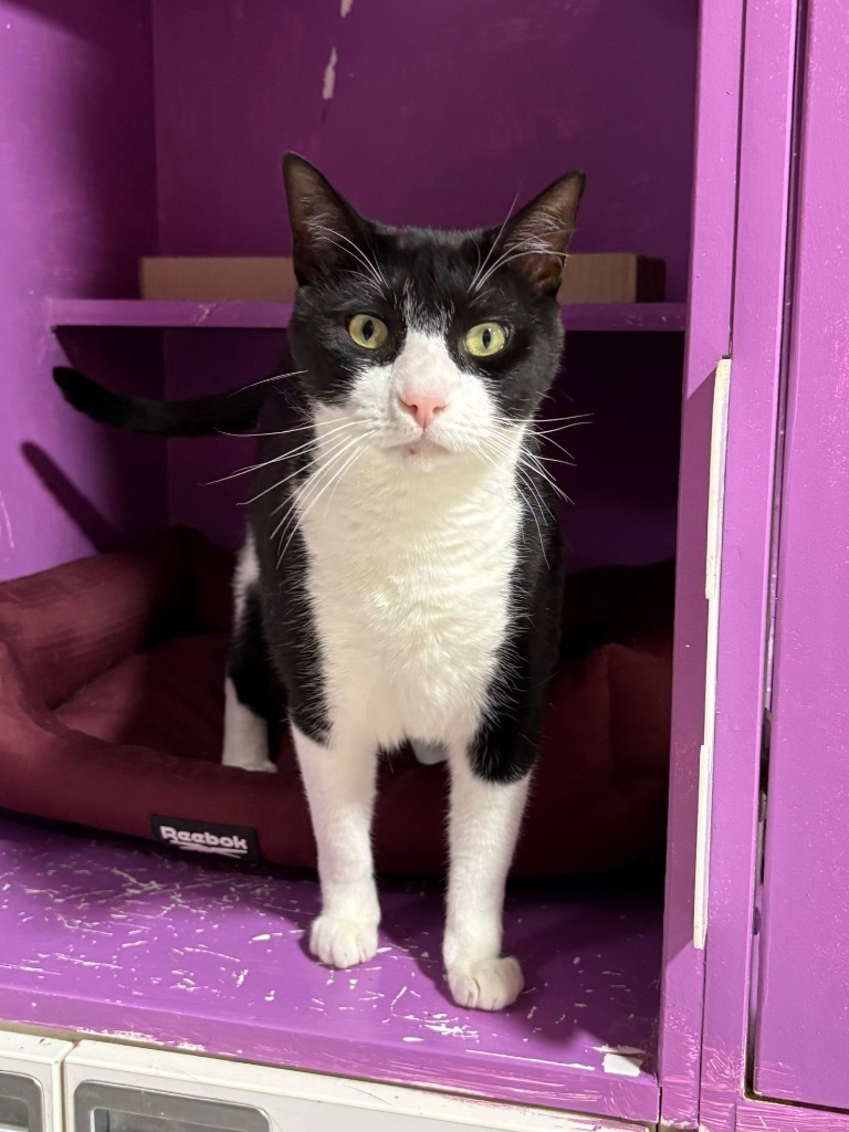 Kumamoto, an adoptable Domestic Short Hair in Fort Lupton, CO, 80621 | Photo Image 2