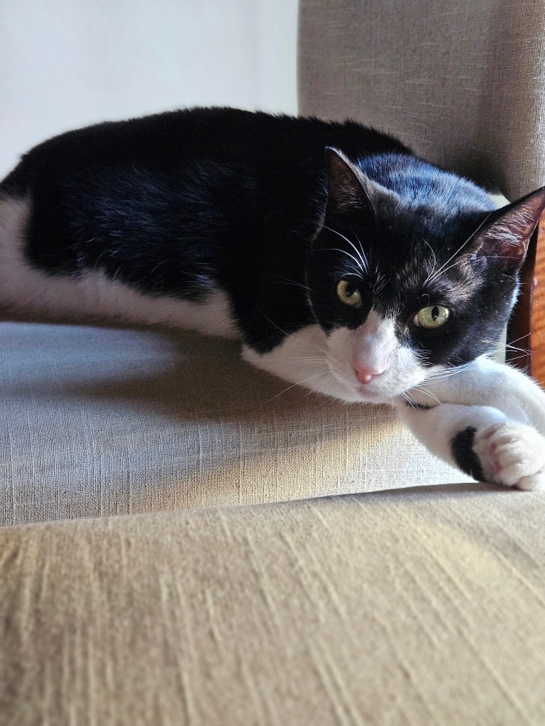 Kumamoto, an adoptable Domestic Short Hair in Fort Lupton, CO, 80621 | Photo Image 3