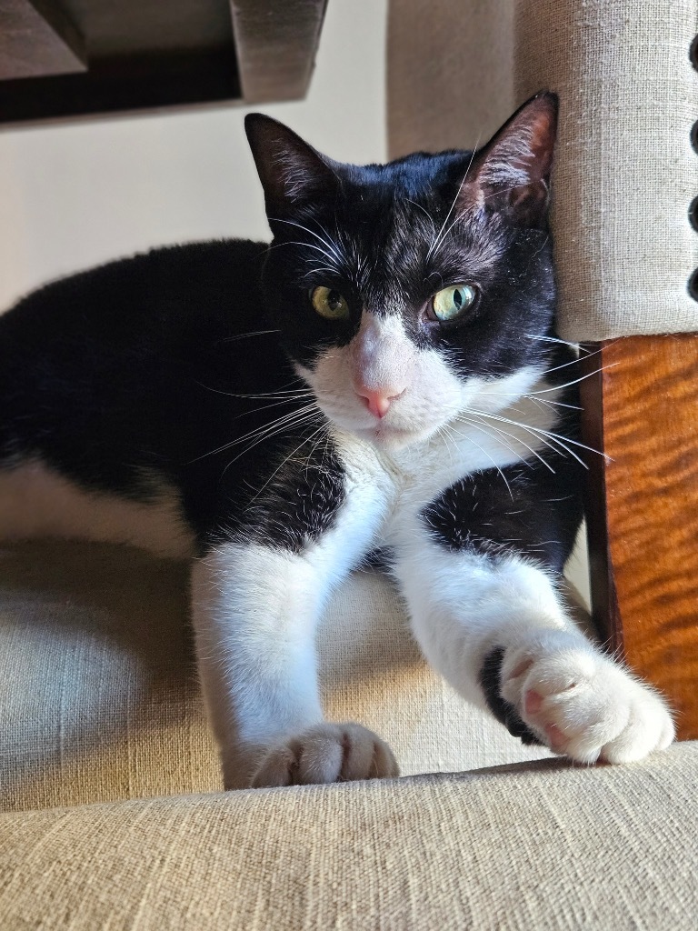 Kumamoto, an adoptable Domestic Short Hair in Fort Lupton, CO, 80621 | Photo Image 5