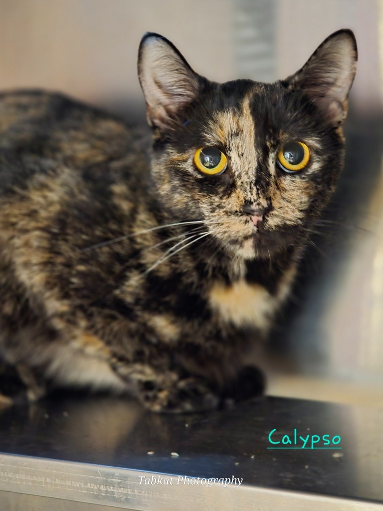 Calypso