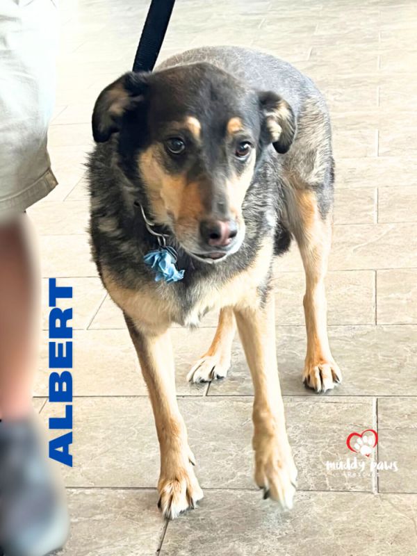 Albert