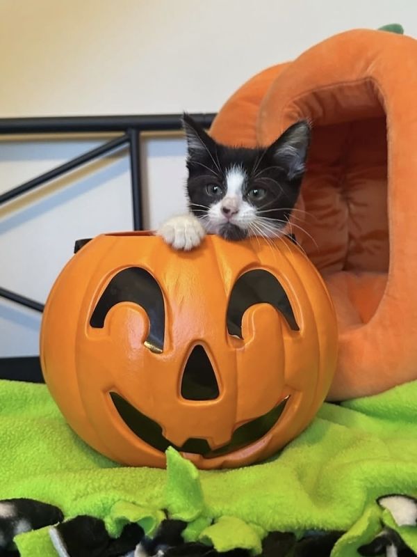 True Love thumbnail 3