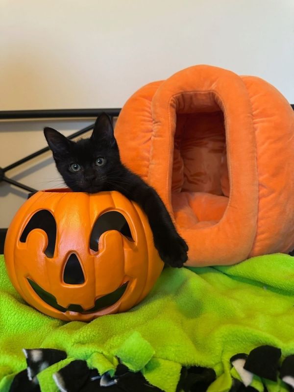 Tie The Bow thumbnail 2