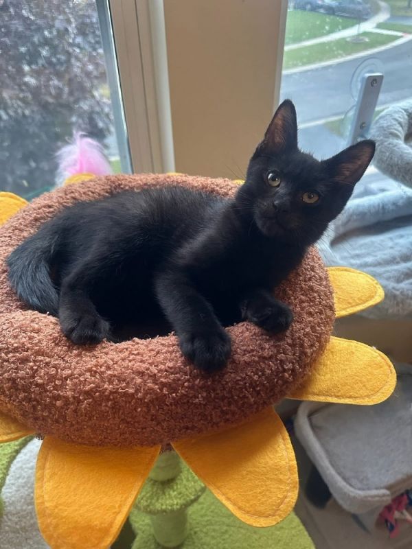 Tie The Bow thumbnail 3