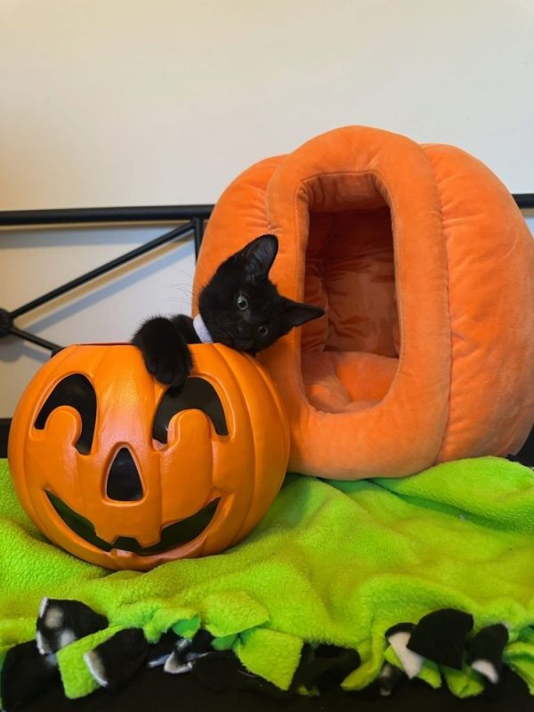 Tie The Bow thumbnail 4