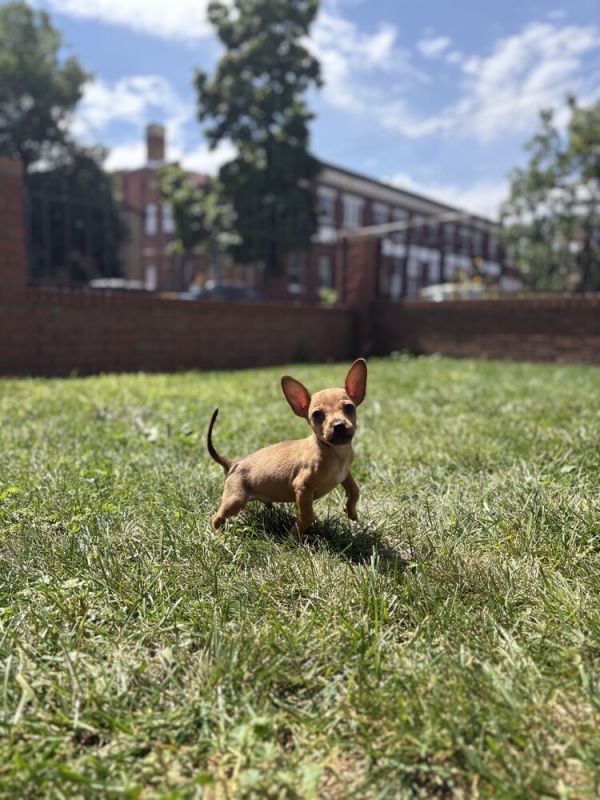 Monty