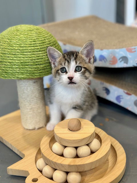 Pudding Pop thumbnail 2