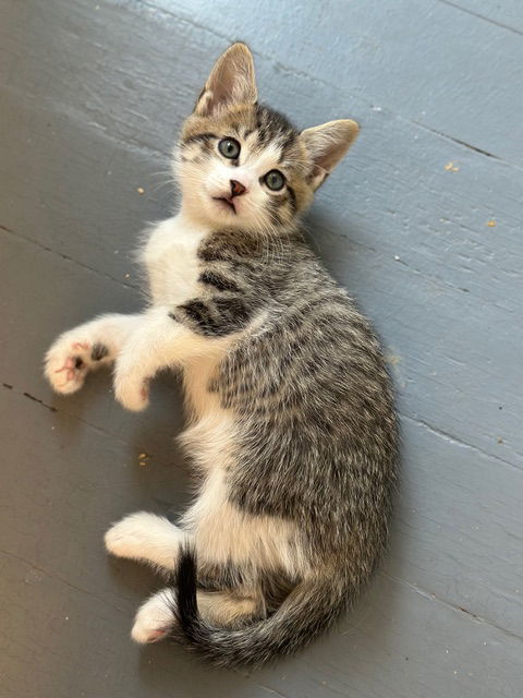 Pudding Pop thumbnail 3