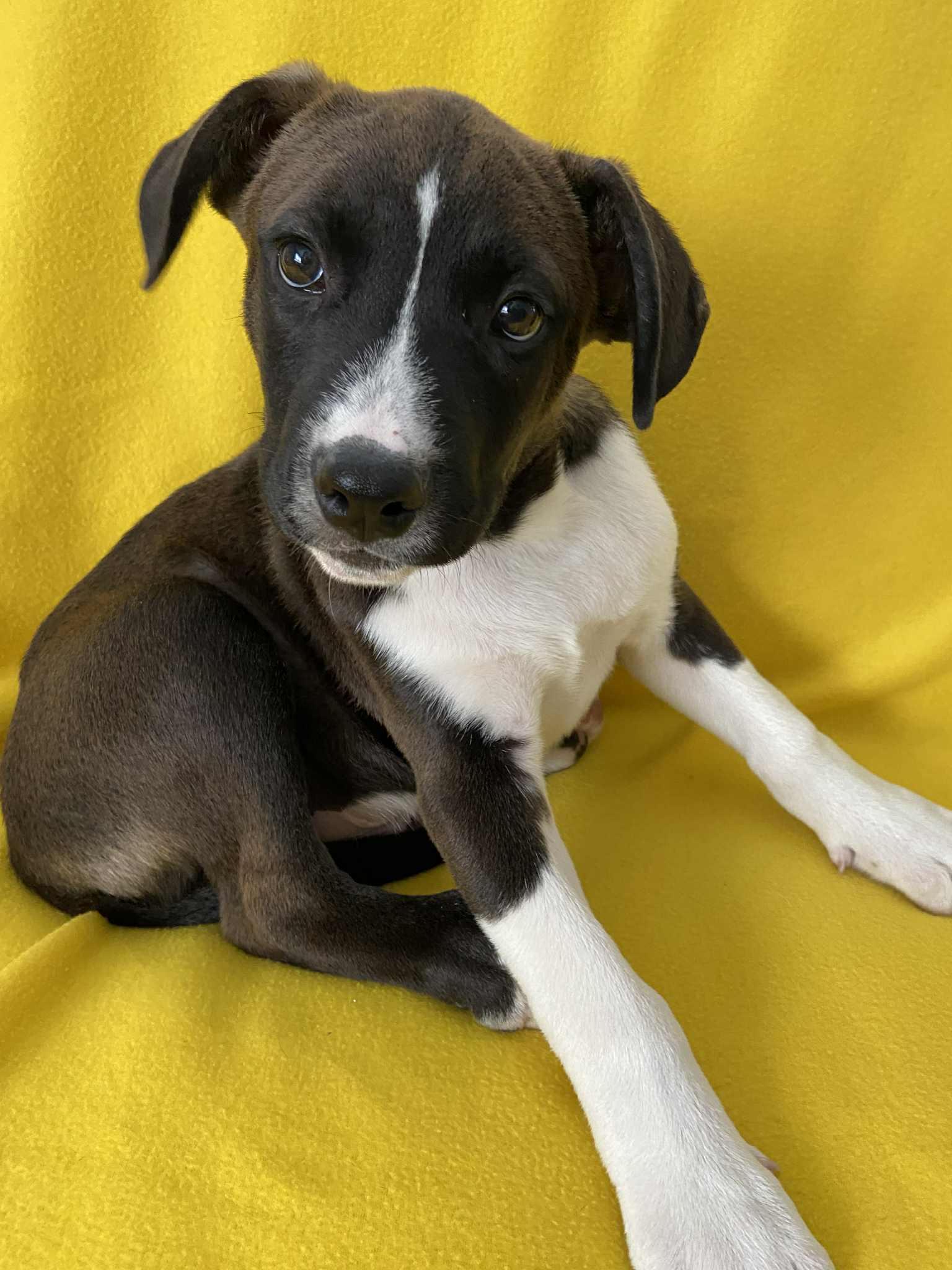 Barrett