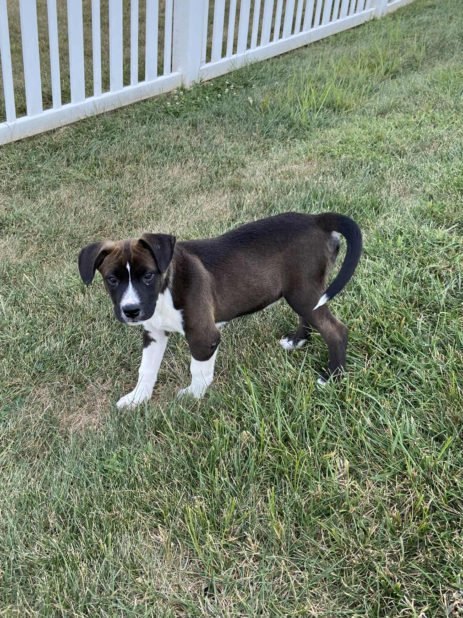 Barrett