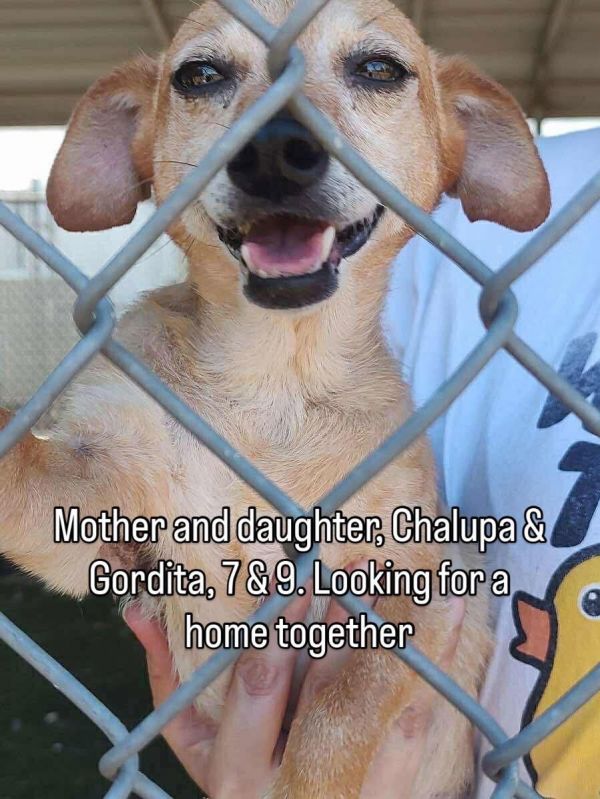 Chalupa &amp; Godrdita