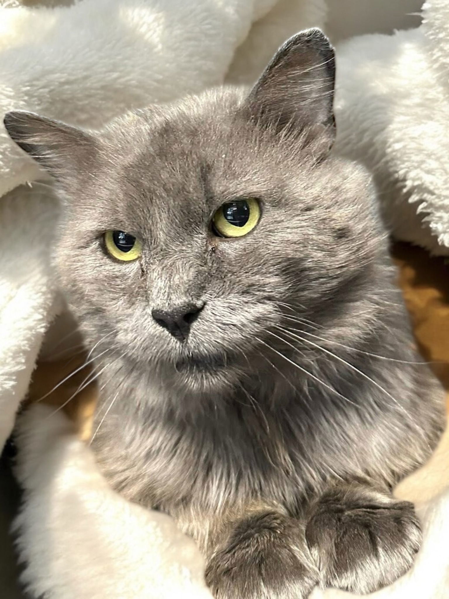 Loki