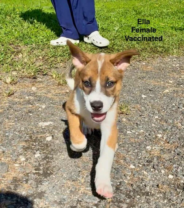 Ella