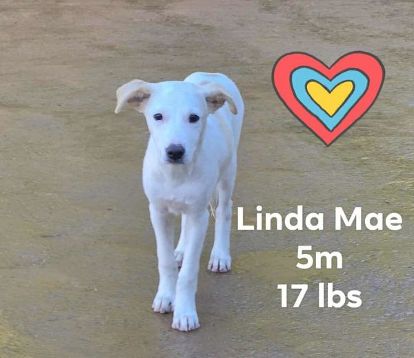 Linda Mae