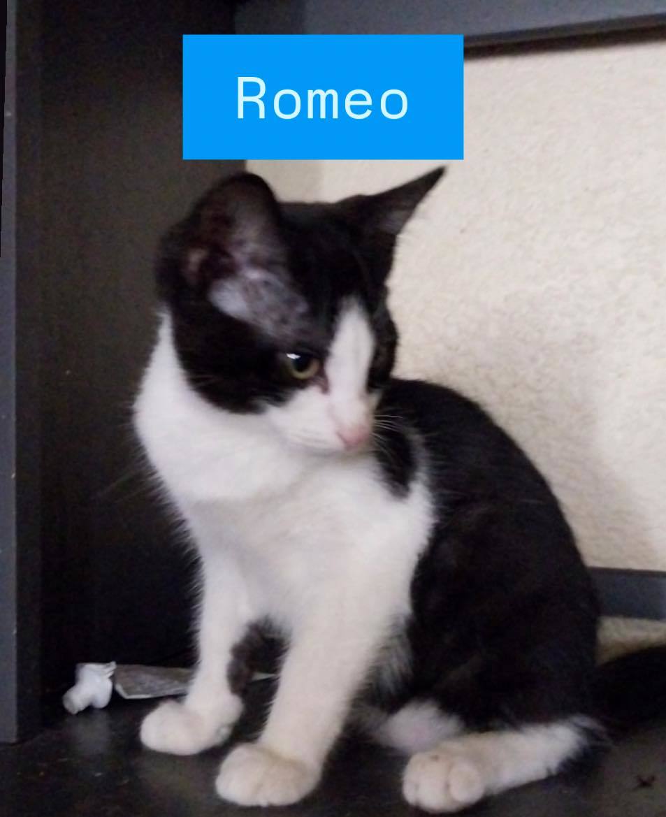Romeo