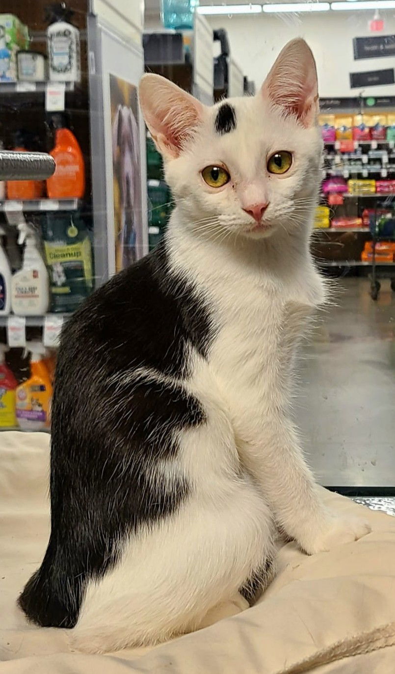 Mimi