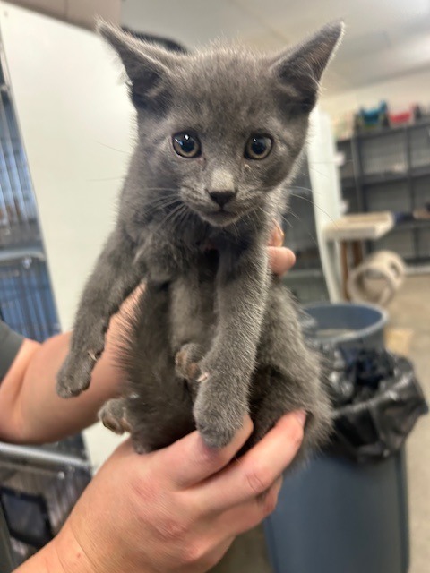 Brainy Smurf, an adoptable Domestic Short Hair in Rock Springs, WY, 82901 | Photo Image 1