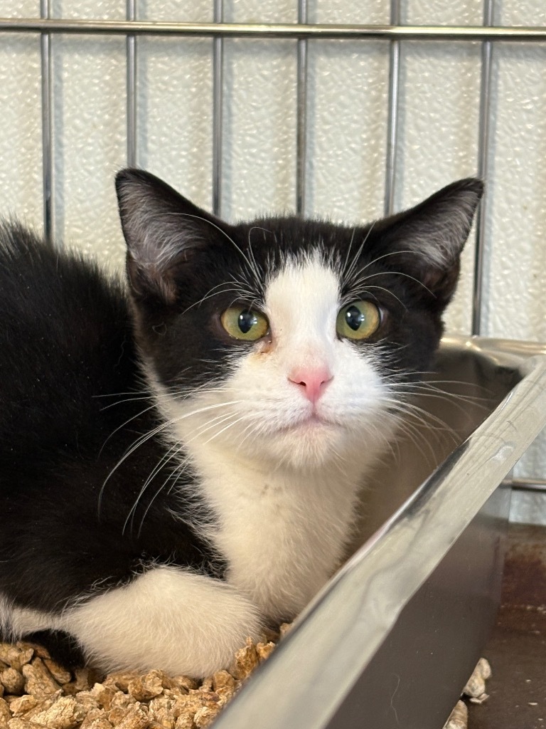 Triple H, an adoptable Domestic Short Hair in Rock Springs, WY, 82901 | Photo Image 1