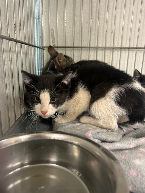 Triple H, an adoptable Domestic Short Hair in Rock Springs, WY, 82901 | Photo Image 2