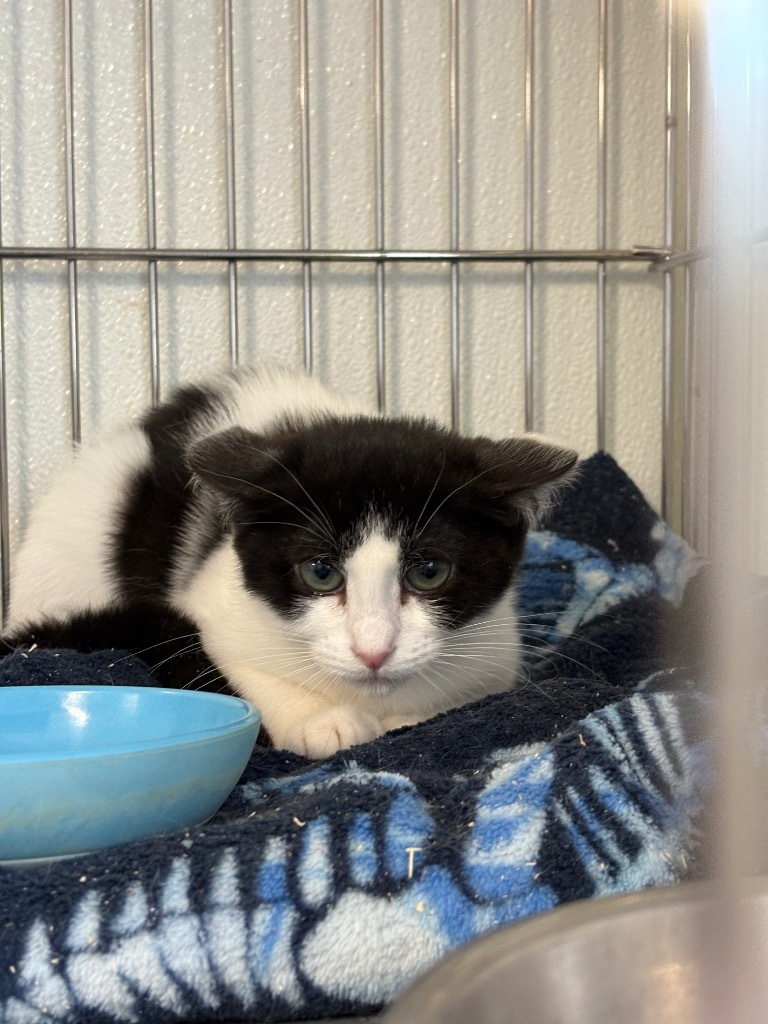 Undertaker, an adoptable Domestic Short Hair in Rock Springs, WY, 82901 | Photo Image 1
