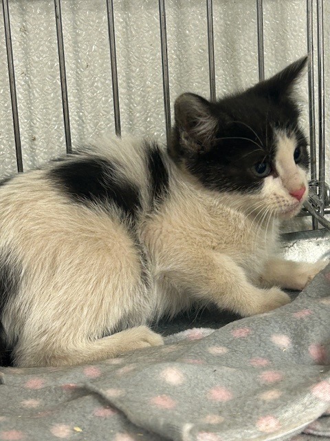 Undertaker, an adoptable Domestic Short Hair in Rock Springs, WY, 82901 | Photo Image 2