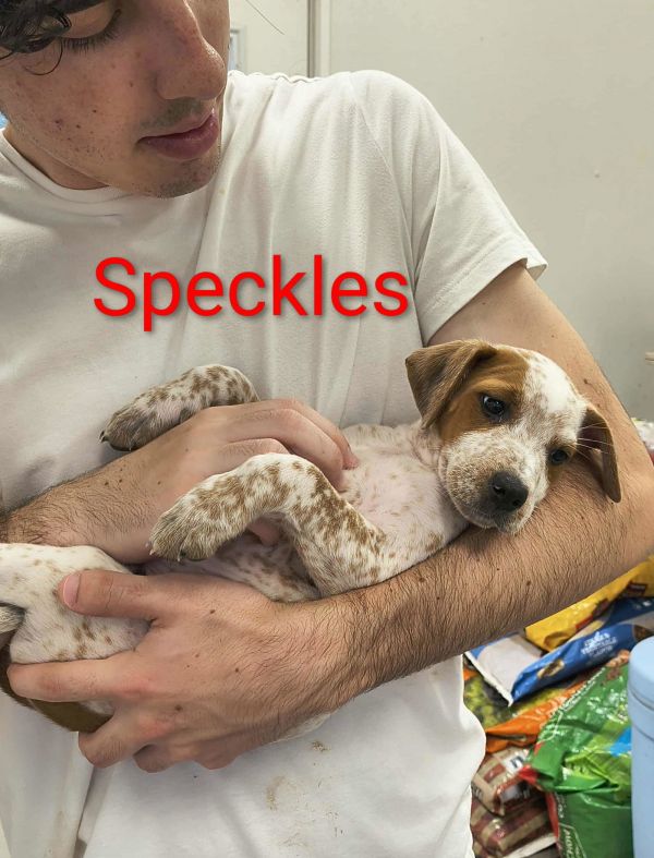 Speckles