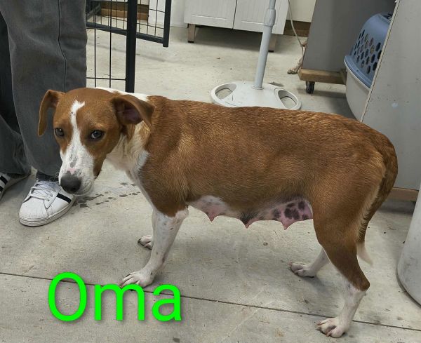 Oma thumbnail 2