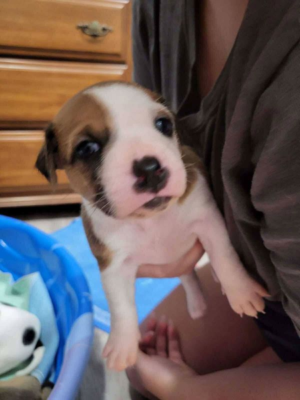 Maple - Marvelous Pup!