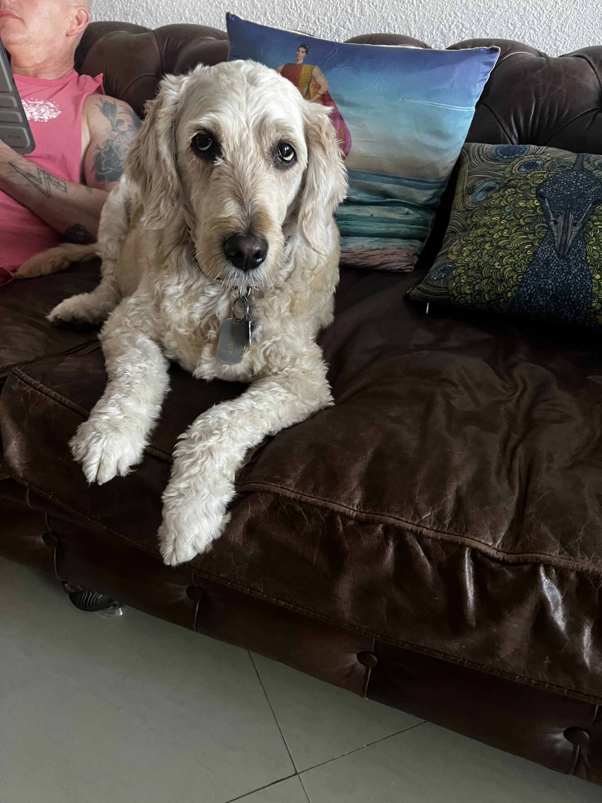 Max, an adoptable Goldendoodle in Plantation, FL, 33325 | Photo Image 1