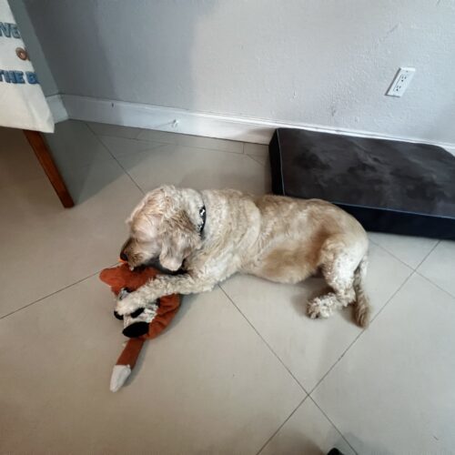 Max, an adoptable Goldendoodle in Plantation, FL, 33325 | Photo Image 2