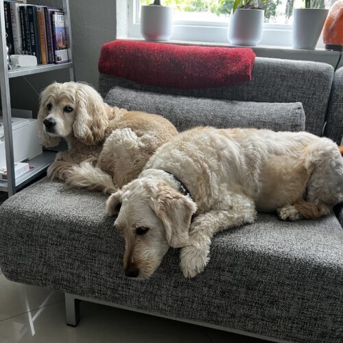 Max, an adoptable Goldendoodle in Plantation, FL, 33325 | Photo Image 3