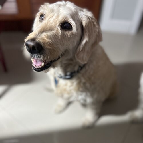 Max, an adoptable Goldendoodle in Plantation, FL, 33325 | Photo Image 4