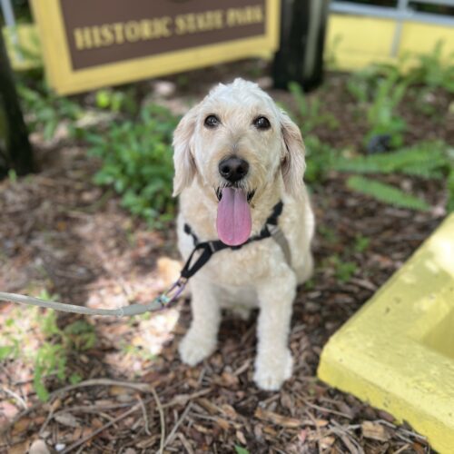 Max, an adoptable Goldendoodle in Plantation, FL, 33325 | Photo Image 5
